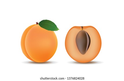 Apricot fruit, whole and a half, vector