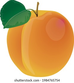 Apricot fruits food vectorial  sweety