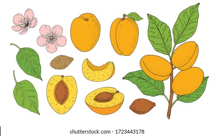 Apricot fruits. Hand drawn linear set with fruit, branch, flower, kernel and slice. Vector illustration. Outline image isolated on white background. 