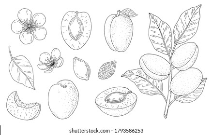 Apricot fruits. Hand drawn linear set with fruit, branch, flower, kernel and slice. Vector illustration. Outline image isolated on white background. 