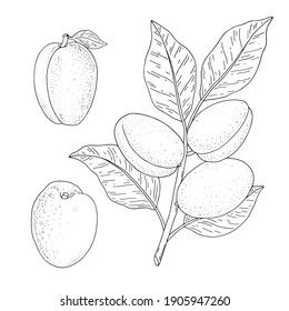 Apricot fruits. Hand drawn linear set with fruit, branch and leaf. Vector illustration. Outline image isolated on white background. 