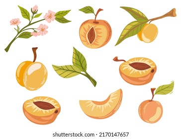 Apricot fruits set. Ripe garden plant whole and half piece with stem and kernel. Juicy natural healthy farm fruit, organic production. Vector cartoon illustration isolated on white background