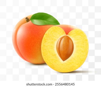 Apricot fruits whole and half with pit isolated on transparent background. Concept of healthy food, vegetarian dieting. Realistic 3d vector illustration.