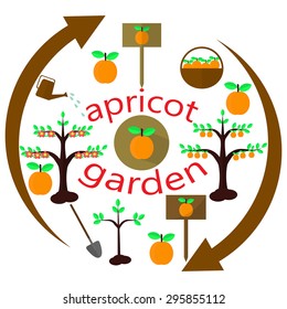 Apricot garden set  isolated on white for your design or infographics planting process apricot  in flat design
