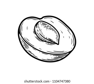 Apricot half fruit vector illustration. Engraved organic food hand drawn sketch engraving illustration. Black white apricot isolated on white background.