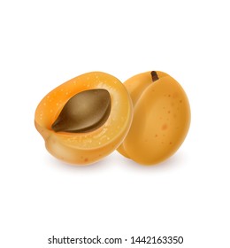 The Apricot and half apricot realistic fruit set isolated on white background. Vector EPS 10 illustration