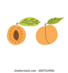 Apricot in hand draw style. Vector illustration