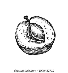 Apricot. Hand drawn fruit isolated on white. Can be used for vegan products, brochures, banner, restaurant menu, farmers market and organic food store