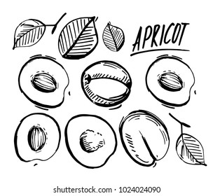 Apricot. Hand drawn illustration converted to vector