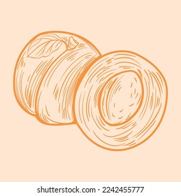Apricot hand drawn illustration. sketch. Great for label, poster, print.
