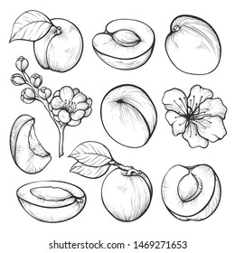 Apricot hand drawn set, summer fruit vitamin. Vegetarian healthy sweet food. Vector apricot sketch illustration on white background