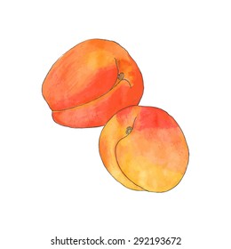 Apricot. Hand-drawn fruit. Real watercolor drawing. Vector illustration. Traced painting