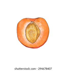 Apricot. Hand-drawn half of fruit. Real watercolor drawing. Vector illustration. Traced painting