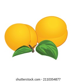 Vector de dibujos animados de iconos de albaricoque. Fruto de guindilla. Baraja de hojas