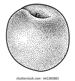 Apricot illustration, drawing, engraving, ink, line art, vector
