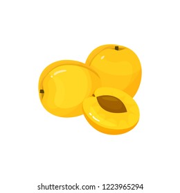 apricot isolated on white background. Bright vector illustration of colorful half and whole of juicy apricot. Fresh cartoon
