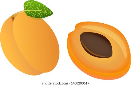 Apricot isolated on white background. Vector illustration of ripe fruit with green leaf.