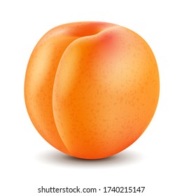 Apricot aislado sobre fondo blanco. Vector realista