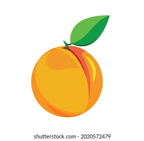 Apricot isolated on white background. Vector illustration on ripe fruit with green leaf in flat style.