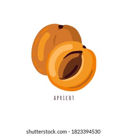 Apricot isolated on white. Vector illustration with orange apricots. Simple stylized food art.