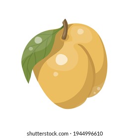 Apricot isolated vector icon. Fruit on branch with leaf. Juice or jam branding logotype.