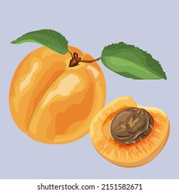 apricot jam sweet food vitamin sugary fruit