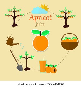 Apricot juice is infographics for your banner, educational posters. What makes apricot juice? Apricots! And where are the apricots? Focus on the poster!