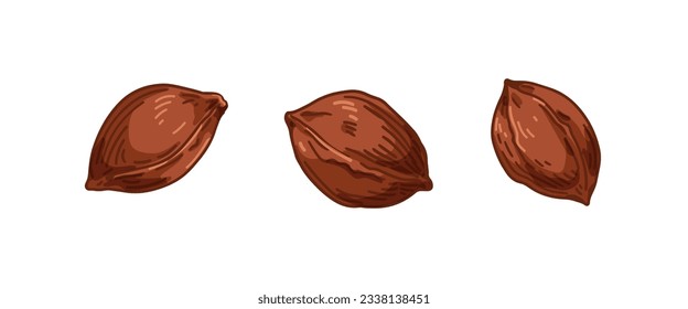 Apricot kernel, brown seed, fruit pit, core. Natural ingredient, organic food and cosmetic product, drawing in vintage retro detailed style. Drawn vector illustrations isolated on white background