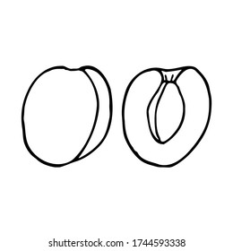Apricot with kernel. Hand drawn outline doodle icon. Transparent isolated on white background. Vector illustration for greeting cards, posters, patches, prints for clothes, emblems.