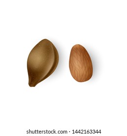 Apricot kernel Realistic apricot pits. Almond nuts isolated on white background, vector EPS 10 illustration