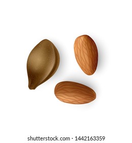 Apricot kernel Realistic apricot pits. Almond nuts isolated on white background, vector EPS 10 illustration