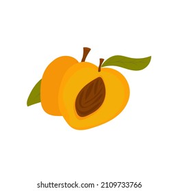 apricot with a leaf. Half with bone. cartoon clip-art isolated on white background. Sectional fruit. Two fruits.  Vector illustration, hand drawn