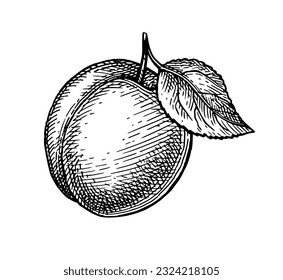 Apricot with leaf. Ink sketch isolated on white background. Hand drawn vector illustration. Vintage style.