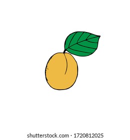 Apricot with leaf, vector illustration,  hand drawing, colored