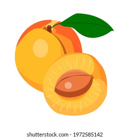 apricot with a leaf, whole and half apricot with a stone. vector isolated on a white background