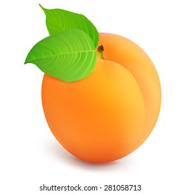 Apricot with leaves on a white background. Vector illustration.