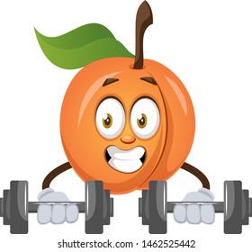 Apricot lifting weights, illustration, vector on white background.