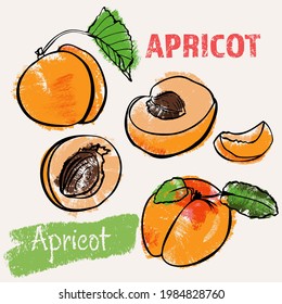 Apricot line art and color hand-drawn vector illustration. Rough crayon strokes doodle in an expressive loose coloring book style