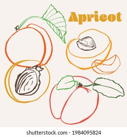 Apricot line art hand-drawn multicolor modern vector illustration. Colorful line art summer fruit design.