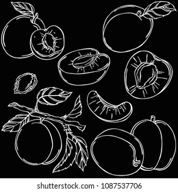Apricot linear illustration, vector