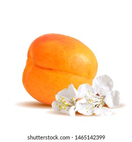 Apricot low poly. Bloom of apricot. Fresh, nutritious, tasty apricot. Delicious and healthy dessert. Elements for label design. Vector illustration. Fruits ingredients in triangulation technique.