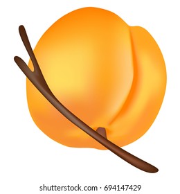 Apricot on a branch.