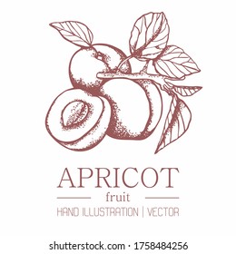 Apricot on a branch isolated background. Concept of packing apricot jam and juice. Sweet fruit. Vitamins in apricots. Vector.