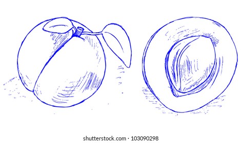 Apricot on a white background