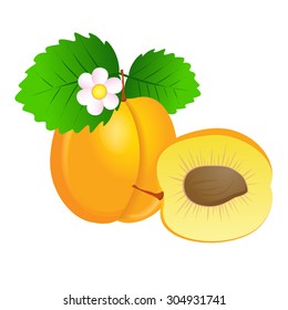 Apricot on a white background