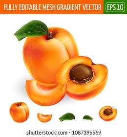 Apricot on white background. Vector illustration