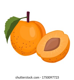 Apricot on white background. Vector illustration