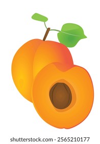 Apricot on white background, vector