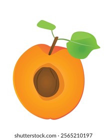 Apricot on white background, vector