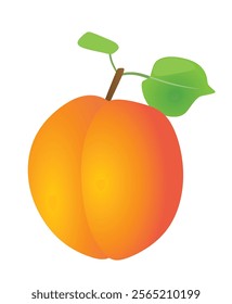 Apricot on white background, vector